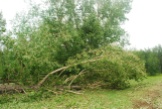Trees down near Millet