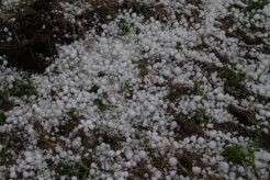 Golf ball sized hail piled up north of Camrose