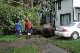 Uprooted tree in Wetaskiwin